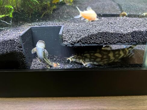 Aquarium Undergravel Fish Tunnel | Fish Hide | Fish Cave | Reptile Hide |Under Gravel Viewing Tunnel | SIZE 8.25"x 8.25" Corner Tunnel | Lifewithpets| Made in The USA in Saudi Arabia