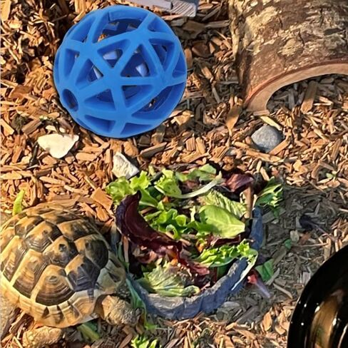 Tortoise Treat Ball And Training Skateboard Toy Set, Turtle Feeder Ball And Funny Skateboard, Tortoise Toy Feeding Balls Vegetable Grass For Small Animals Pets Tortoises Turtles (Blue) in Kuwait