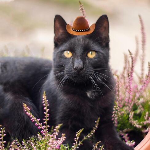 Dog Cowboy Hat Cat Cowboy Hat Pet Cowboy Costume Mini Cowboy Hat for Dogs Cat Holiday Halloween Pet Party Decoration (Beige, Small) in Saudi Arabia