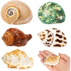 5PCS Hermit Crab Shells | Natural Sea Conch Size 2.1" - 2.8", Opening Size 0.9" - 1.5" | Medium Large Turbo Seashells for Hermit Crab Supplies and Beach Decoration Sea Shell