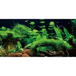 AWERT 48x18 inches River Bed & Lake Fish Tank Background Seagrass Aquarium Background Aquarium Background Vinyl Background