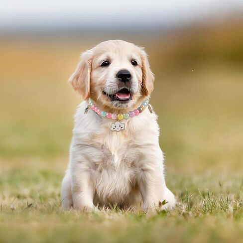 طوق لؤلؤي للكلاب الصغيرة والقطط، قلادة للكلاب قابلة للتعديل وحزام رقبة للقطط وإكسسوارات للكلاب، ياقات للقطط للفتيات والقطط والجرو (لون متدرج) in Kuwait