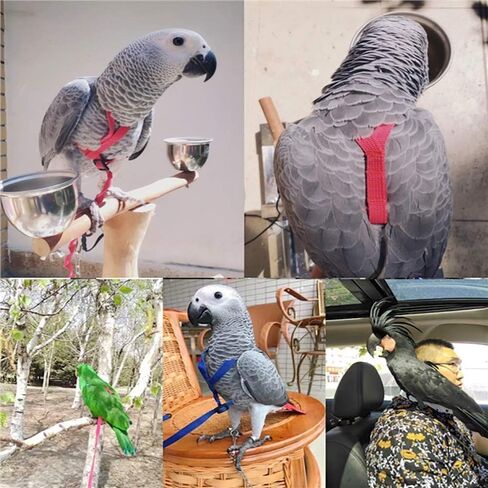 Large Bird Harness and Leash, Bird Harness for Large Parrot, Adjustable Parrot Training Flight Harness Leash for Medium Large Bird Parrot African Grey Amazon Macaw (Green, S) in Saudi Arabia