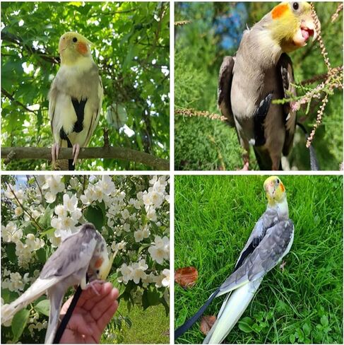 Large Bird Harness and Leash, Bird Harness for Large Parrot, Adjustable Parrot Training Flight Harness Leash for Medium Large Bird Parrot African Grey Amazon Macaw (Green, S) in Saudi Arabia