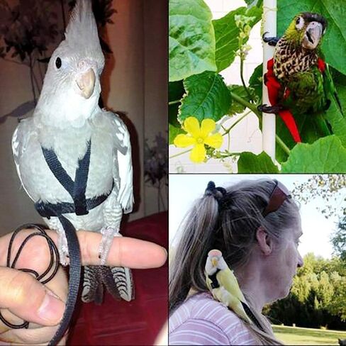 Large Bird Harness and Leash, Bird Harness for Large Parrot, Adjustable Parrot Training Flight Harness Leash for Medium Large Bird Parrot African Grey Amazon Macaw (Green, S) in Saudi Arabia