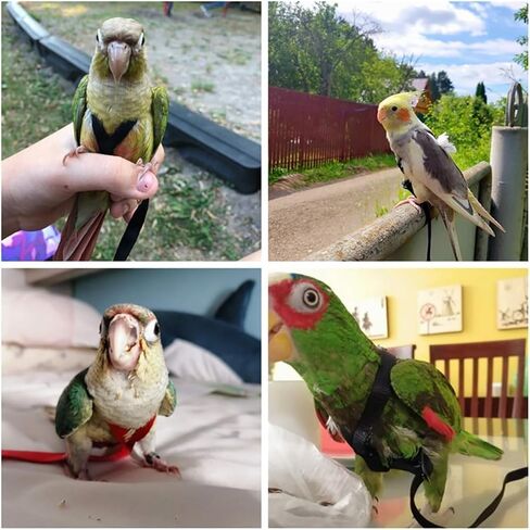 Large Bird Harness and Leash, Bird Harness for Large Parrot, Adjustable Parrot Training Flight Harness Leash for Medium Large Bird Parrot African Grey Amazon Macaw (Green, S) in Saudi Arabia