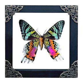 Real Butterfly White Wooden Framed Sunset Moth Shadow Box Dried Insect Lover Taxidermy Dead Bug Specimen Display Wall Decor Decoration K14-29-TR