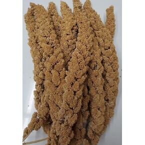 Higgins Pet Food HS60004 Sunshine Spray Millet - 12 Count