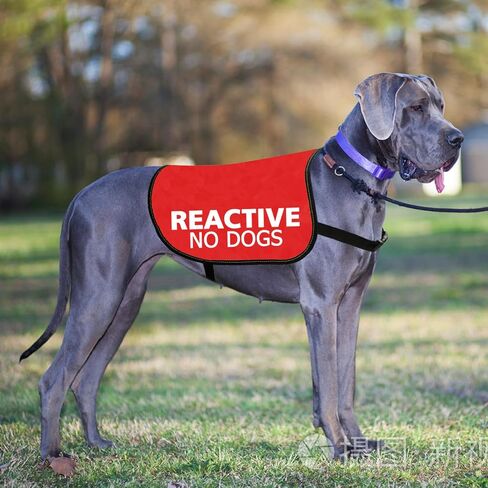 JXGZSO Reactive No Dogs Dog Jacket Vest Reactive Dog Give Me Space Walking Slogan Warning Vest (Reactive No Dogs M) in Saudi Arabia