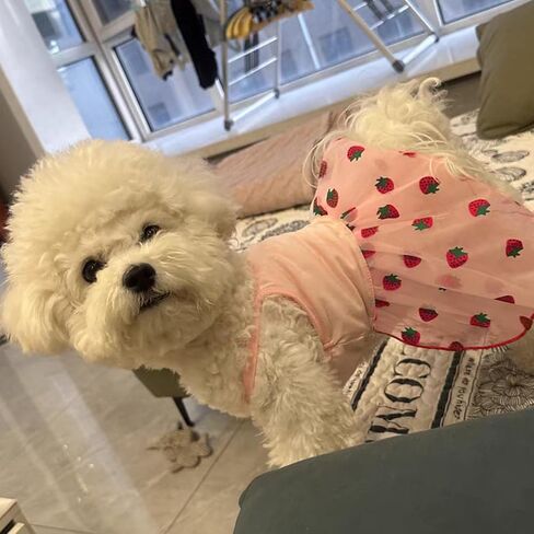 Pink Strawberry Dog Cat Dress for Small Dogs Girl Cute Dog Princess Dresses Puppy Tutu Skirt Chihuahua Teddy Pomeranian Sundress Birthday Holiday Clothes Cat Pet Wedding Outfit in Saudi Arabia