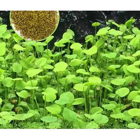 Aquarium Grass Plants Seeds Love Grass 10G Fish Tank Aquarium Plant Aquatic Water Grass Plant Seeds Easy Grow