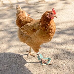 2 Pack Chicken Protective Shoes for Chick Booster Hen Turkey Feet Paws Bumblefoot