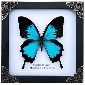Real Blue Mountain Swallowtail Butterfly White Wooden Frame Shadow Box Dried Handmade Craft Insect Lover Taxidermy Dead Bug Taxadermy Specimen Wall Decoration K16-28-TR