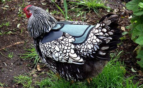 DOWN UNDER OUTDOORS 2 Pack Small Chicken Saddles for Bantams and Young Birds, includes Shoulder Covers (Teal) in Saudi Arabia