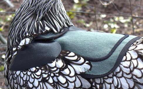 DOWN UNDER OUTDOORS 2 Pack Small Chicken Saddles for Bantams and Young Birds, includes Shoulder Covers (Teal) in Saudi Arabia