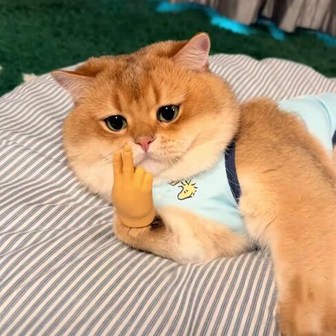 Tiny Hands,Cat Interactive Small Fingers,High Elasticity Hands for Cats,Mini Hands for Cats,Funny Toys. (High Elasticity-7PCS) in Saudi Arabia