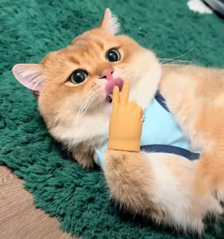 Tiny Hands,Cat Interactive Small Fingers,High Elasticity Hands for Cats,Mini Hands for Cats,Funny Toys. (High Elasticity-7PCS) in Saudi Arabia