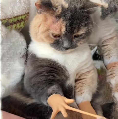 Tiny Hands,Cat Interactive Small Fingers,High Elasticity Hands for Cats,Mini Hands for Cats,Funny Toys. (High Elasticity-7PCS) in Saudi Arabia