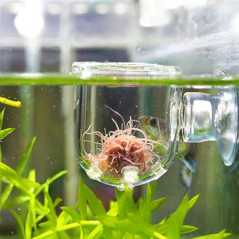 Aquarium Red Worm Fish Feeder Transparent Suction Cup Fish Feeding Cup Food Container for Feeding Shrimp Fish(Glass Hole Cup) in Saudi Arabia
