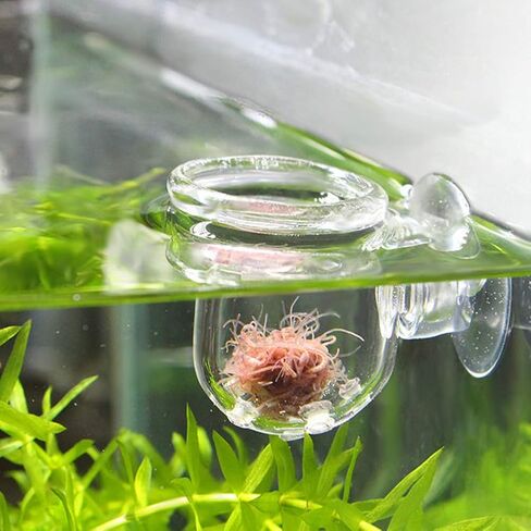 Aquarium Red Worm Fish Feeder Transparent Suction Cup Fish Feeding Cup Food Container for Feeding Shrimp Fish(Glass Hole Cup) in Saudi Arabia