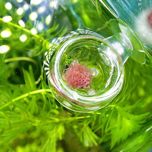 Aquarium Red Worm Fish Feeder Transparent Suction Cup Fish Feeding Cup Food Container for Feeding Shrimp Fish(Glass Hole Cup) in Saudi Arabia
