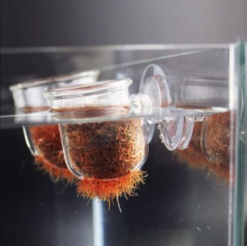 Aquarium Red Worm Fish Feeder Transparent Suction Cup Fish Feeding Cup Food Container for Feeding Shrimp Fish(Glass Hole Cup) in Saudi Arabia