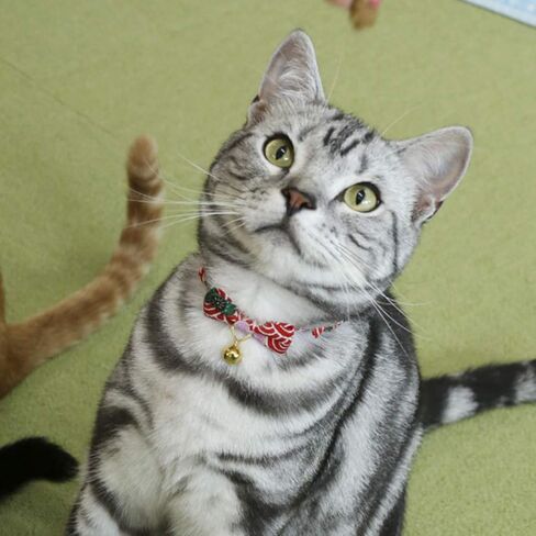 PetSoKoo Bowtie Cat Collar with Bell Breakaway, Japan Chirimen Fabric Golden Bell in Saudi Arabia