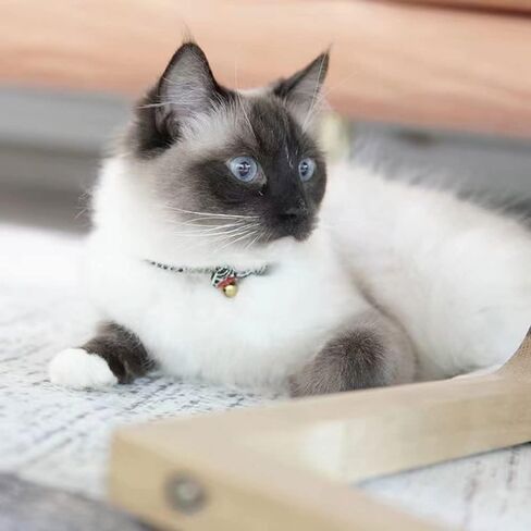 PetSoKoo Bowtie Cat Collar with Bell Breakaway, Japan Chirimen Fabric Golden Bell in Saudi Arabia