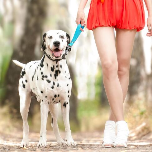 2Pcs Short Dog Traffic Leash, Dog Leash for Small Dogs Short Nylon Dog Leash for Training Control Short Dog Leash Pet Leashes for Medium Dogs(Black) in Saudi Arabia