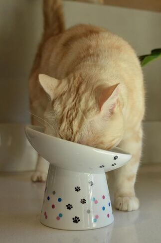 Necoichi Extra Wide Raised Cat Food Bowl, Elevated, Prevent Neck & Whisker Fatigue, Dishwasher and Microwave Safe, No.1 Seller in Japan! (Colorful Dots Limited Edition, Extra Wide Tilted) in Saudi Arabia