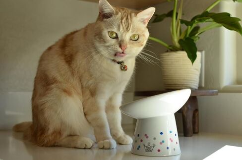 Necoichi Extra Wide Raised Cat Food Bowl, Elevated, Prevent Neck & Whisker Fatigue, Dishwasher and Microwave Safe, No.1 Seller in Japan! (Colorful Dots Limited Edition, Extra Wide Tilted) in Saudi Arabia