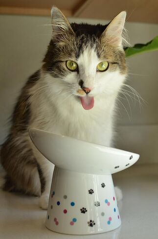 Necoichi Extra Wide Raised Cat Food Bowl, Elevated, Prevent Neck & Whisker Fatigue, Dishwasher and Microwave Safe, No.1 Seller in Japan! (Colorful Dots Limited Edition, Extra Wide Tilted) in Saudi Arabia