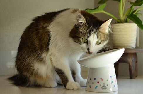 Necoichi Extra Wide Raised Cat Food Bowl, Elevated, Prevent Neck & Whisker Fatigue, Dishwasher and Microwave Safe, No.1 Seller in Japan! (Colorful Dots Limited Edition, Extra Wide Tilted) in Saudi Arabia