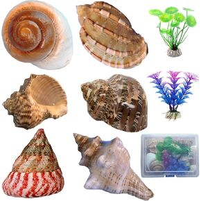Hermit Crab Shells Medium Large XLarge Growth Turbo Seashells Artificial Plants Decoration Supplies Openning Size 1In-2In Hermit Crab Supplies