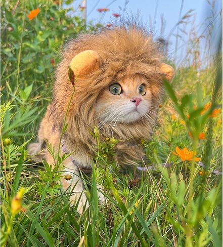 Lion Mane Costume for Cat, Cat Clothes Lion Mane Wig Funny Cat Halloween Costumes, Lion Costume for Cats and Kittens, Ideal for Halloween, Cat Birthday, Cat Cosplay, Cat Outfits in Saudi Arabia