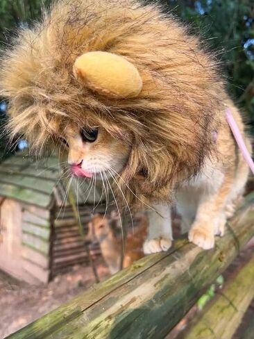 Lion Mane Costume for Cat, Cat Clothes Lion Mane Wig Funny Cat Halloween Costumes, Lion Costume for Cats and Kittens, Ideal for Halloween, Cat Birthday, Cat Cosplay, Cat Outfits in Saudi Arabia