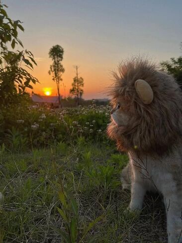 Lion Mane Costume for Cat, Cat Clothes Lion Mane Wig Funny Cat Halloween Costumes, Lion Costume for Cats and Kittens, Ideal for Halloween, Cat Birthday, Cat Cosplay, Cat Outfits in Saudi Arabia