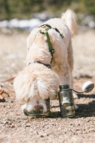 OllyDog OllyBottle، زجاجة مياه للكلاب، موزع مياه للحيوانات الأليفة مع وعاء قابل للفصل، ملحقات الحيوانات الأليفة للمشي في الهواء الطلق، والمشي لمسافات طويلة، والسفر (600 مل، رمادي) in Kuwait