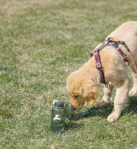 OllyDog OllyBottle، زجاجة مياه للكلاب، موزع مياه للحيوانات الأليفة مع وعاء قابل للفصل، ملحقات الحيوانات الأليفة للمشي في الهواء الطلق، والمشي لمسافات طويلة، والسفر (600 مل، رمادي) in Kuwait