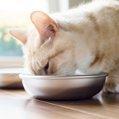 Stainless Steel Cat Bowls for Food & Water by Americat – Made in USA – Dishwasher Safe, Human Grade, Whisker Friendly Dishes (2 Bowls) in Saudi Arabia