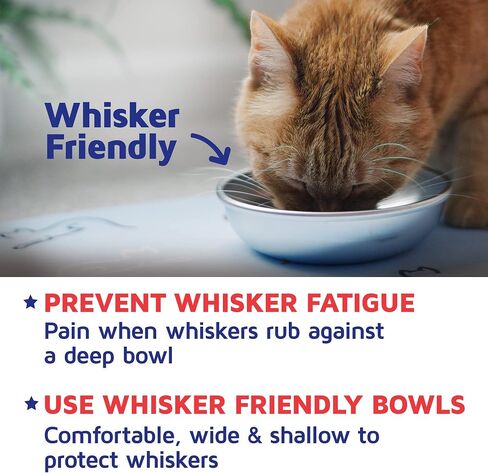 Stainless Steel Cat Bowls for Food & Water by Americat – Made in USA – Dishwasher Safe, Human Grade, Whisker Friendly Dishes (2 Bowls) in Saudi Arabia