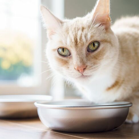 Stainless Steel Cat Bowls for Food & Water by Americat – Made in USA – Dishwasher Safe, Human Grade, Whisker Friendly Dishes (2 Bowls) in Saudi Arabia