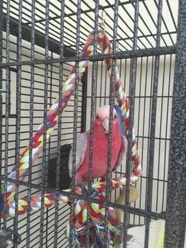 لعبة طيور متأرجحة بحبل مثلث متوسط، قفص الببغاء، أقفاص كونور رمادي أفريقي in Kuwait