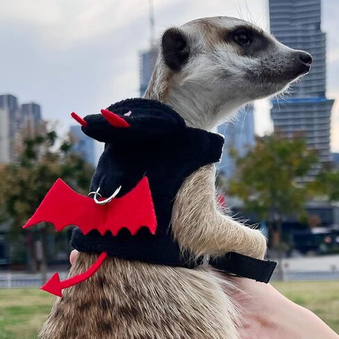 Ferret Harness and Leash, Adjustable Ferret Walking Vest for Squirrel and Small Animal, Soft and Breathable Ferret Lead Leash with Evil Wings and Safe Bell (Evil) in Saudi Arabia