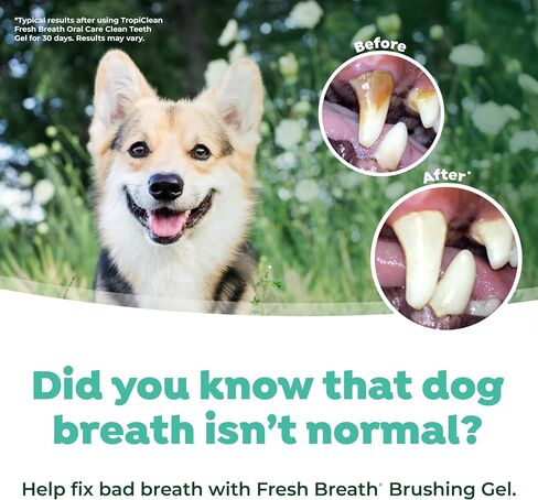 TropiClean Fresh Breath Dog Oral Care Kit | Complete Dog Toothbrush and Toothpaste Set for Plaque & Tartar Control | Dog Tooth Brushing Kit for Large Dogs in Saudi Arabia
