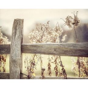 Country Farmhouse Wall Decor Print - 8x10" Unframed - Golden Yellow Rustic Pasture Fence Landscape - Living Room or Kitchen Wall Art