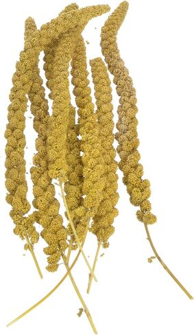 Sun Seed Company Bss10911 Small Bird Millet Spray Treats, 5-Pound in Saudi Arabia