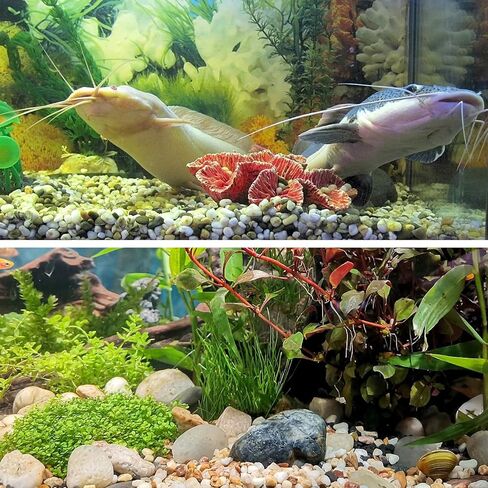 WHANLEY L&Q 2.8 رطل صخور نهرية طبيعية (2 ~ 4 بوصات) حصى مصقولة، صخور للنباتات، أحجار زخرفية، أحجار المناظر الطبيعية، صخور تررم، صخور حوض السمك، صخور النهر، الحصى، الحصى للداخلية، الصخور... in Kuwait