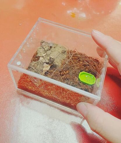 insect breeding box Reptile Feeding Box, waterproof Enclosure enclosure for arboreal Tarantula Scorpion Sling Lizards Snake Gecko jumping spider snail Isopods (3.9 * 3.3 * 2.3inch) in Kuwait