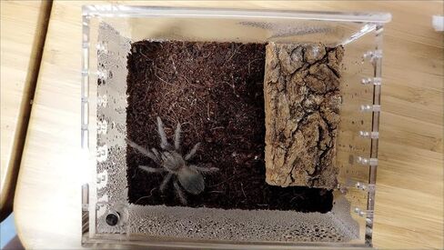 insect breeding box Reptile Feeding Box, waterproof Enclosure enclosure for arboreal Tarantula Scorpion Sling Lizards Snake Gecko jumping spider snail Isopods (3.9 * 3.3 * 2.3inch) in Kuwait